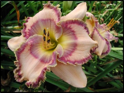 Levi Davis, Daylily