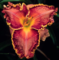 Linda Galvez, Daylily