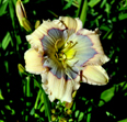 Little Bloom Rider, Daylily