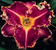 Louise Pasko, Daylily