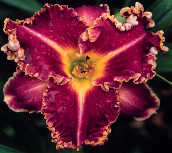 Louise Pasko, Daylily
