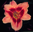 Lupita Vindaz, Daylily