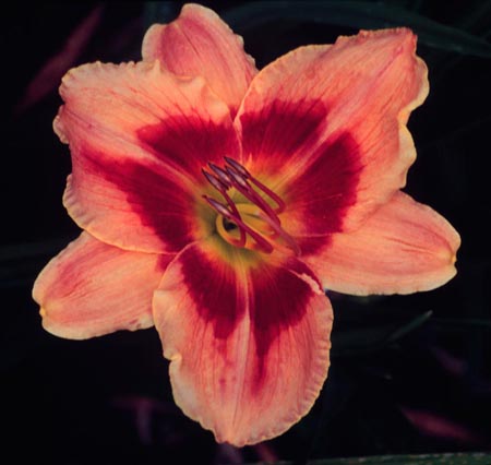 Lupita Vindaz, Daylily
