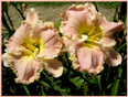 Mabel Matthews, Daylily