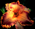 Madonna Arsenault, Daylily