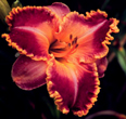 Marta Palma, Daylily