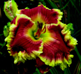 Merlot, Daylily