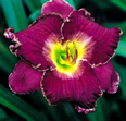 Miami Rhapsody Daylily