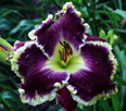 Midnight Castle, Daylily