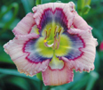 Mississippi Blues, Daylily