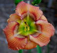 Mister Fixit, Daylily