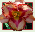 Molson Canadian, Daylily