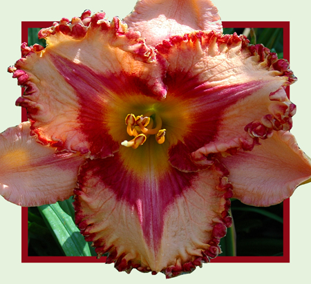 Molson Canadian, Daylily