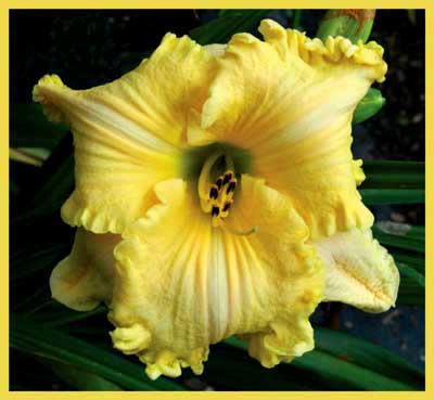 Move Over Dolly, Daylily