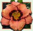 New Adventure, Daylily