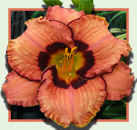 New Adventure, Daylily