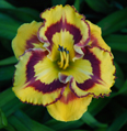 New Paradigm, Daylily