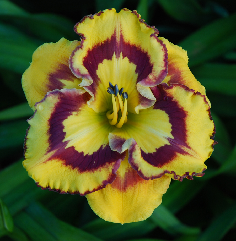 New Paradigm, Daylily