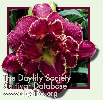 Ninth Millennium, Daylily