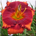 Orange City, Daylily