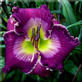 Paradise Royal Purple, Daylily