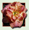 Petal Pusher, Daylily