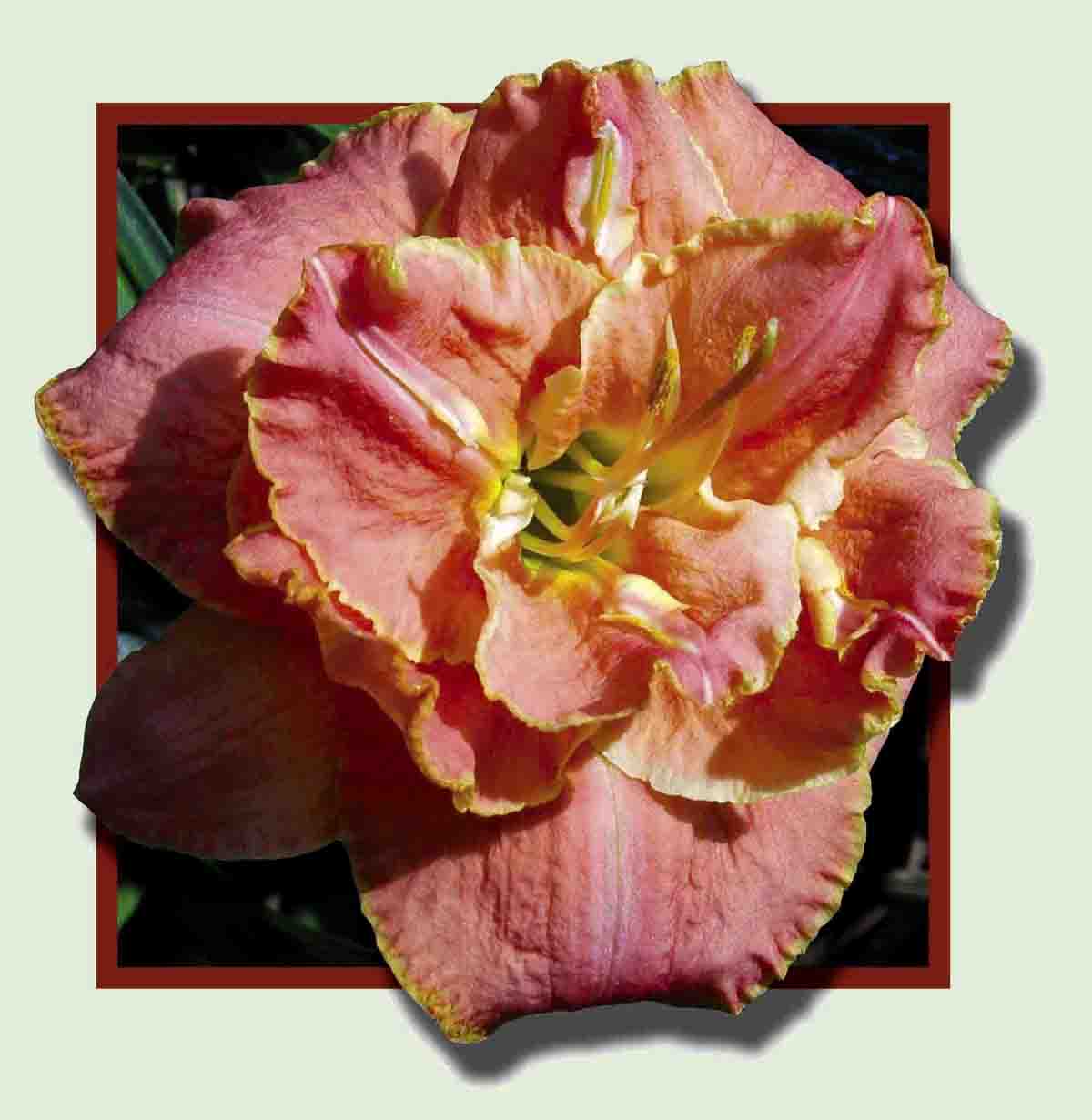 Petal Pusher, Daylily