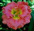 Pistachio Eyes, Daylily