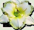 Playa Blanca, Daylily