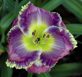 Precious Candy, Daylily