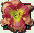 Puddle Jumper, Daylily