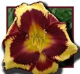 Pumpkin Bandit, Daylily