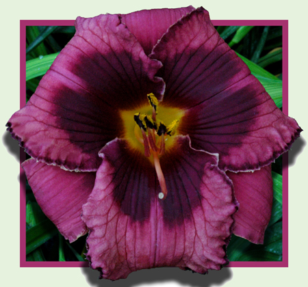 Puppy Dog Eyes, Daylily