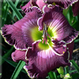 Purple Umbrella, Daylily