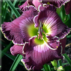 Purple Umbrella, Daylily