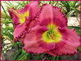 Renee Blaschke, Daylily