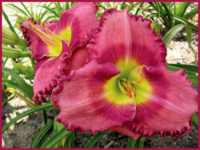 Renee Blaschke, Daylily