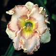 Reyna, Daylily