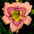 Rippled Oasis, Daylily