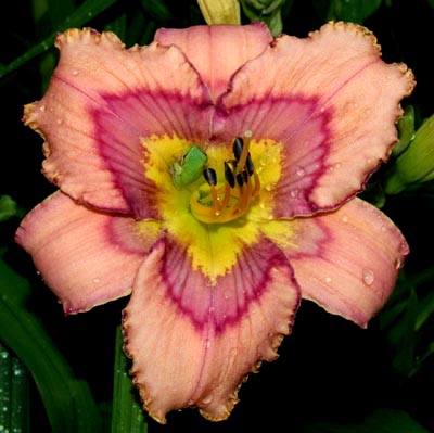 Rippled Oasis, Daylily