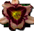 Ryan Pressley, Daylily