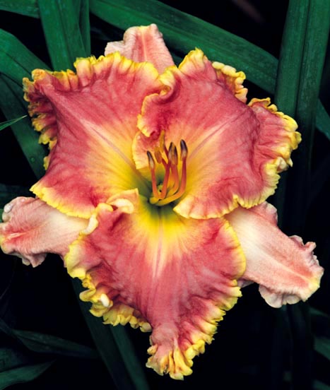 Scarlet Macaw, Daylily