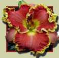 Scintillating Personality, Daylily