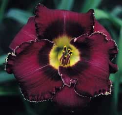 Scott Fox, Daylily