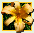 Sea King, Daylily