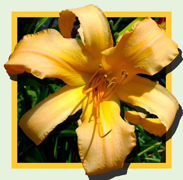 Sea King, Daylily