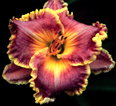 Sebastian Tiernay, Daylily