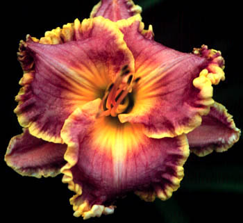 Sebastian Tierney, Daylily