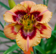 Shake it Up, Daylily