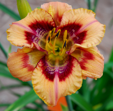 Shake it Up, Daylily